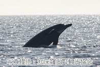 貝氏喙鯨