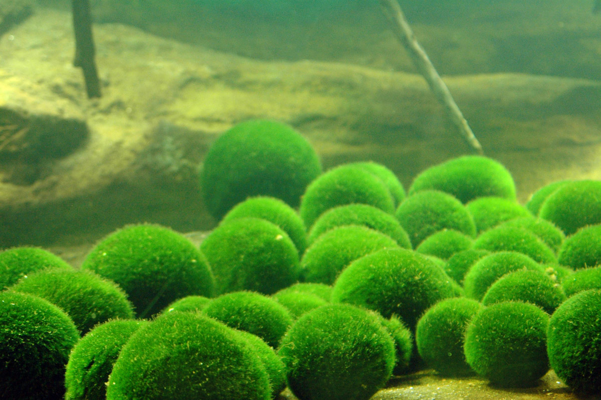 球藻展示觀察中心