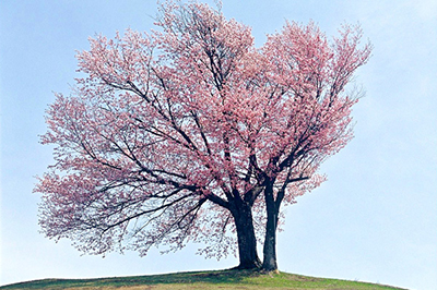 The twins’ cherry blossoms