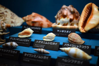 Shellfish Museum of Rankoshi