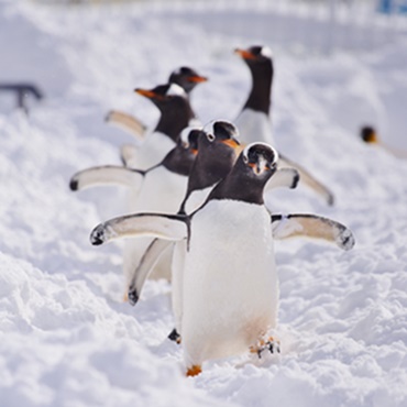 企鵝雪中散步 