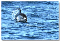 太平洋白側斜紋海豚