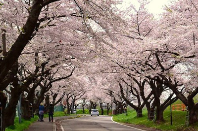 Cherry blossoms corridor