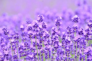 薰衣草 Lavender　