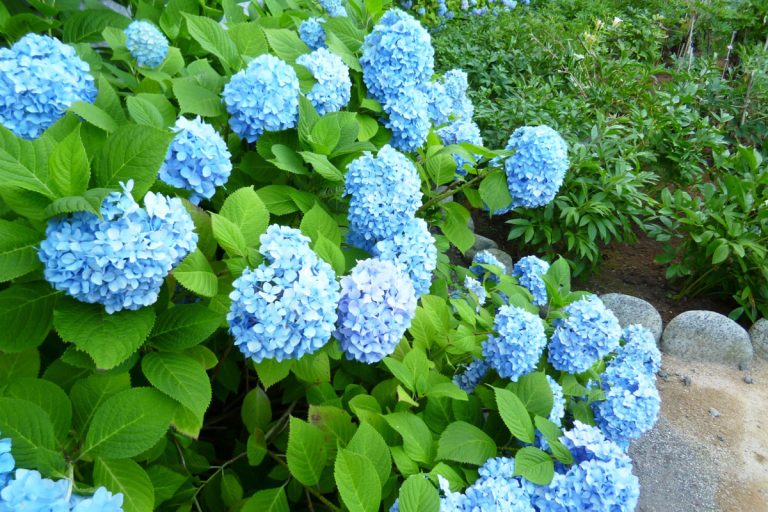 紫陽花 Hydrangea　小樽 / 貴賓館 舊青山別邸 紫陽花園