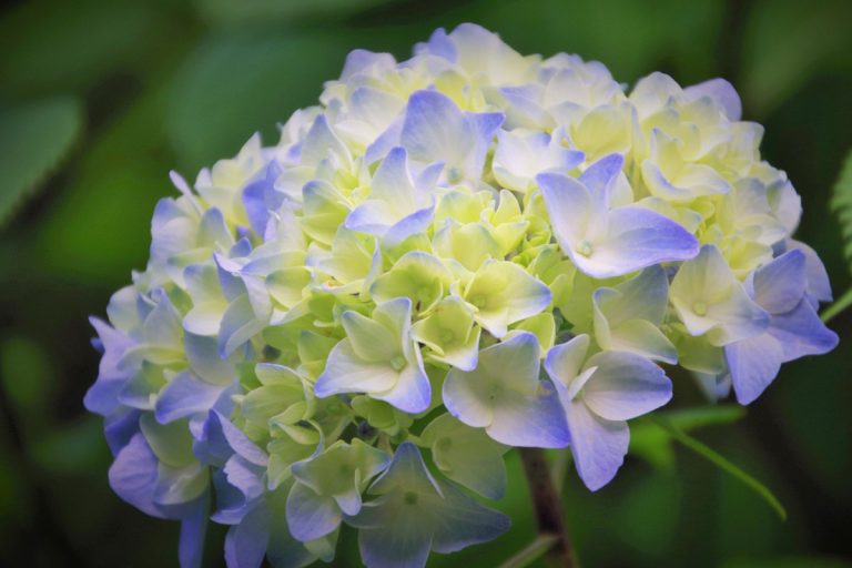 紫陽花 Hydrangea　小樽 / 貴賓館 舊青山別邸 紫陽花園