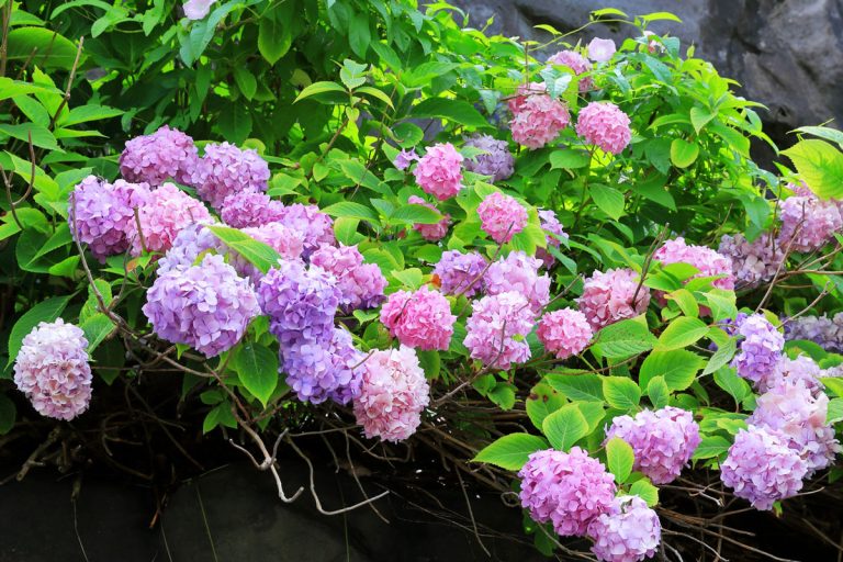 紫陽花 Hydrangea　札幌 / 定山溪