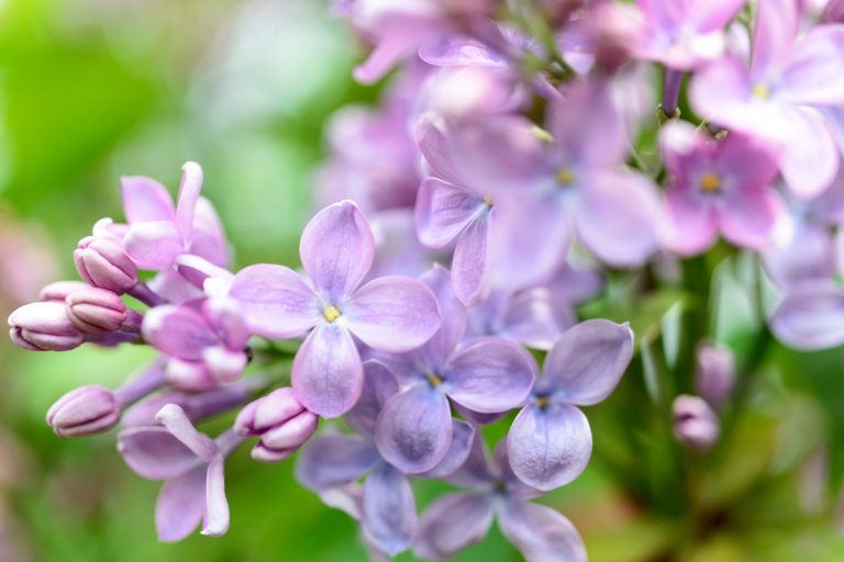丁香花 Lilac