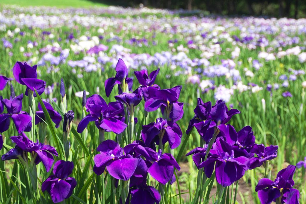 花菖蒲 Flower Irises　札幌 / 八紘學園花菖蒲園