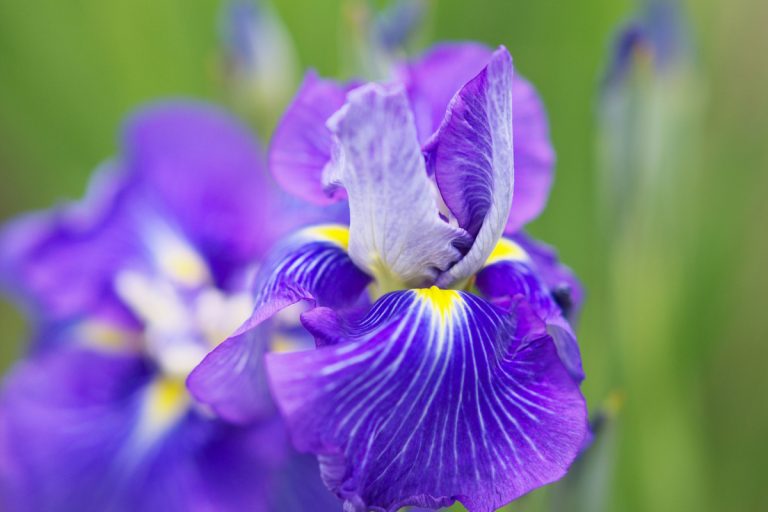 花菖蒲 Flower Irises　