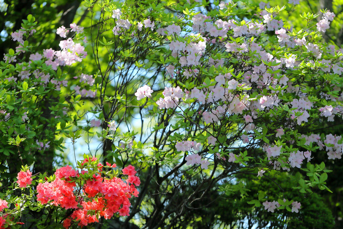 小樽 / 小樽公園的杜鵑花 Azalea